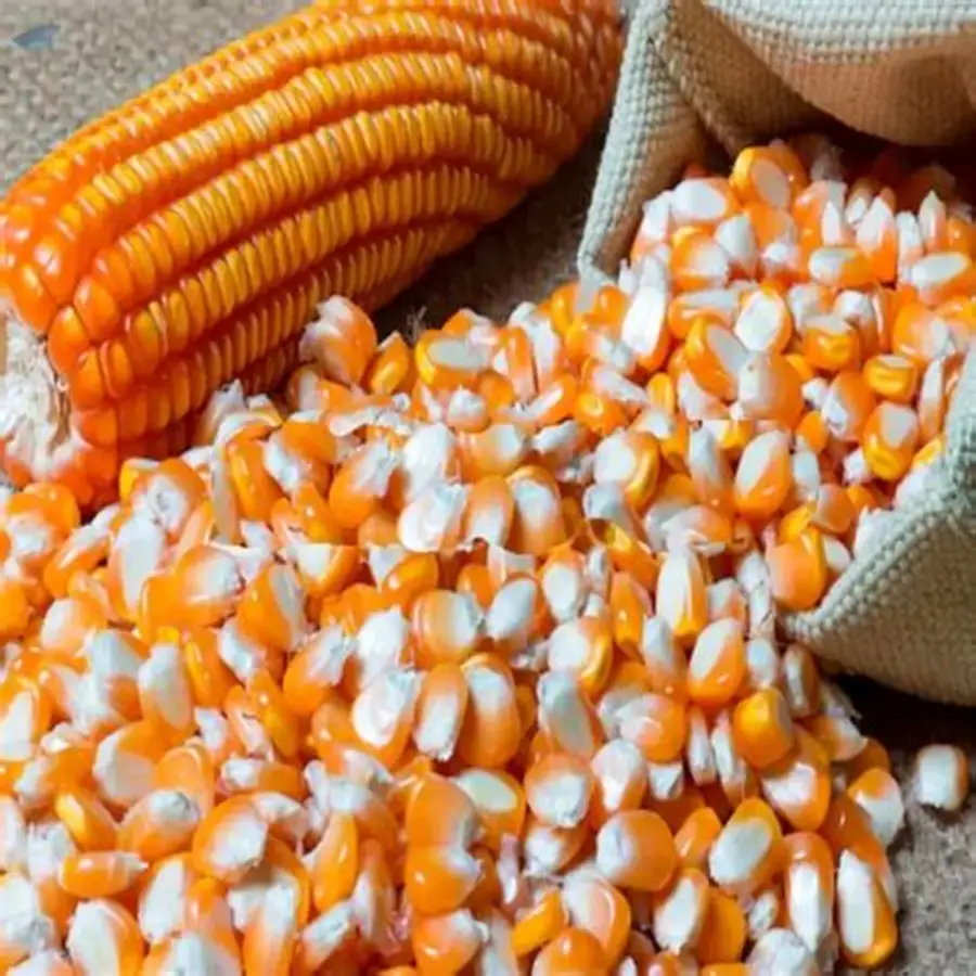 Maize